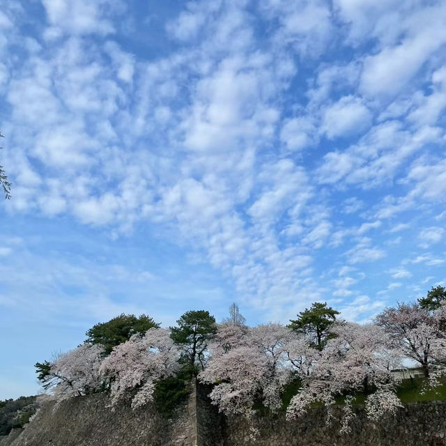 弘前城公園：春天櫻花浪漫景緻