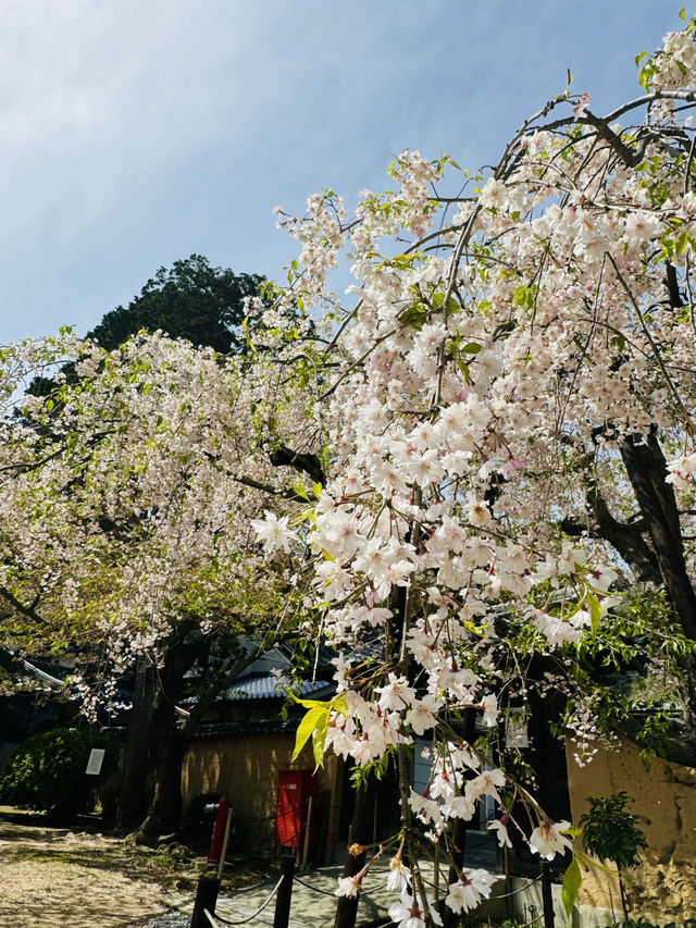 【山口観光】城下町長府の季節を感じられる歴史的寺院