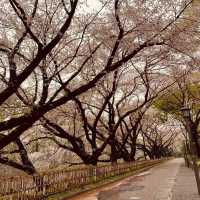 【桜とのコントラストが最高★】名古屋城