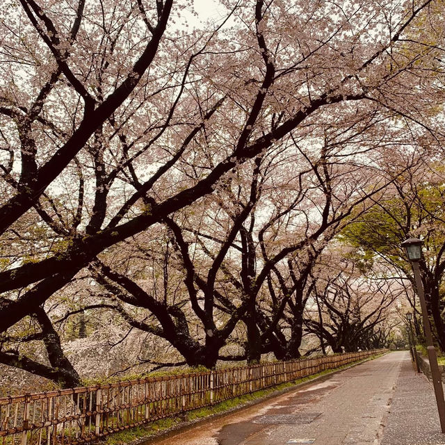 【桜とのコントラストが最高★】名古屋城