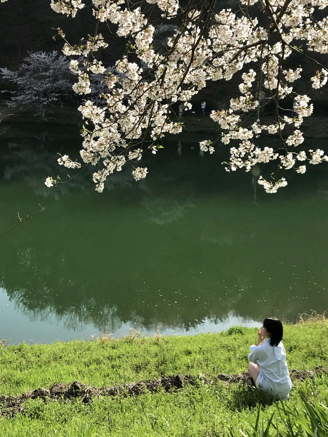 화순 벚꽃