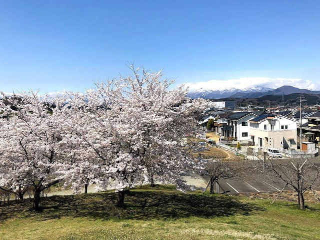 Cherry Blossom in Ogawara Park