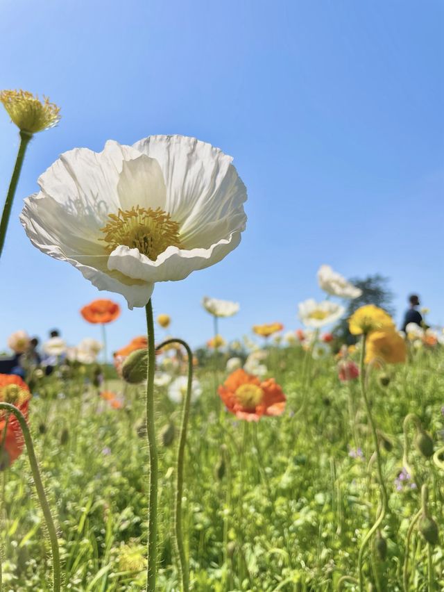 春を堪能【とっとり花回廊】