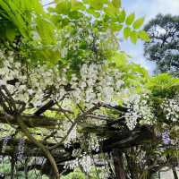 【高松】栗林公園：米其林三星景點，方便交通