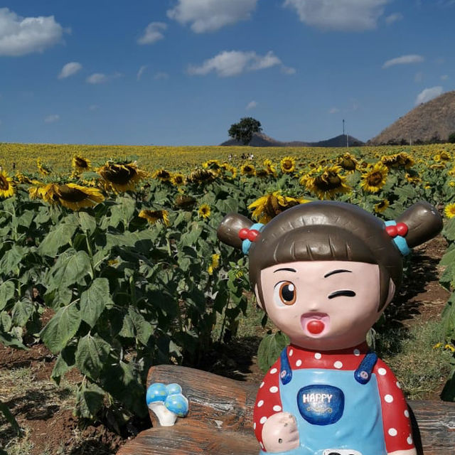 Sunflower field 🌻