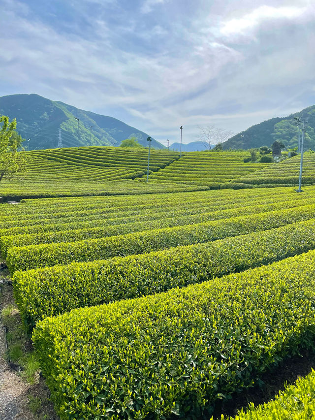【岐阜】岐阜のマチュピチュと呼ばれる茶畑