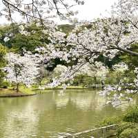 橫浜賞櫻名園