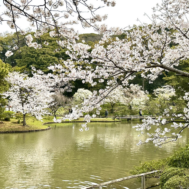 橫浜賞櫻名園