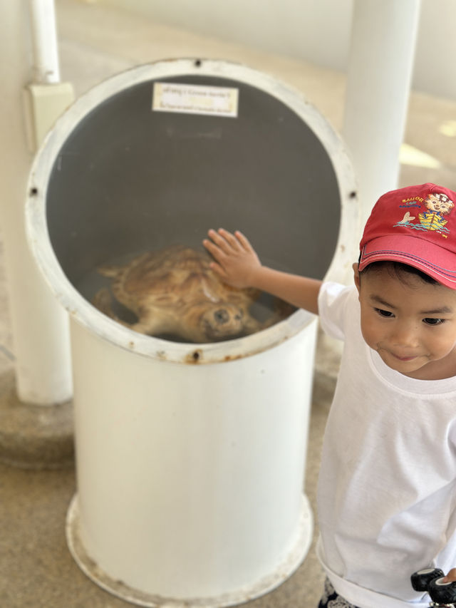 พาเด็กๆดูน้องเต่าทะเลกัน🐢