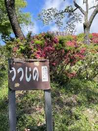 【織姫公園/栃木県】眺めよく、つつじ・藤が見られる