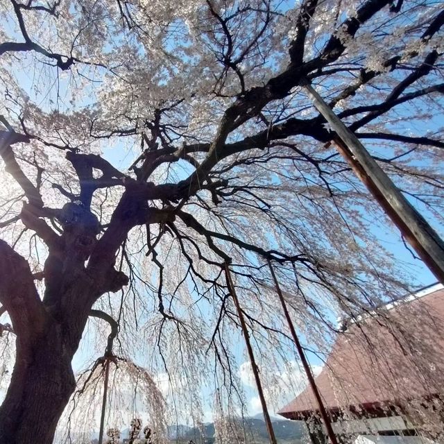 【周林寺】のぼんぼり桜