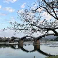 山口県岩国市　錦帯橋の桜