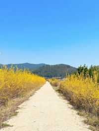 🌼지금 당장 가야하는 하동 개나리 뚝방길🌼
