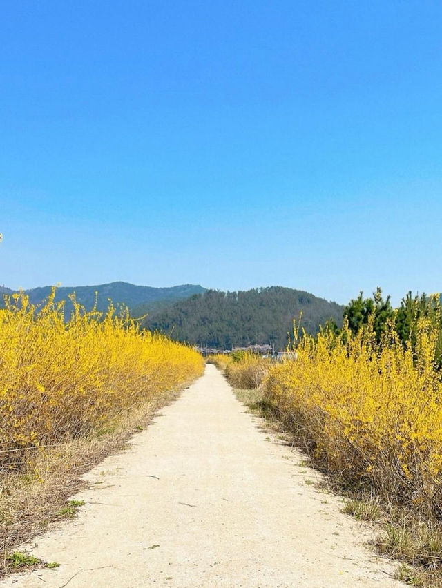 🌼지금 당장 가야하는 하동 개나리 뚝방길🌼