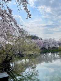🌸동화 속 같은 몽글몽글한 벚꽃 커튼이 있는 이 곳🌸