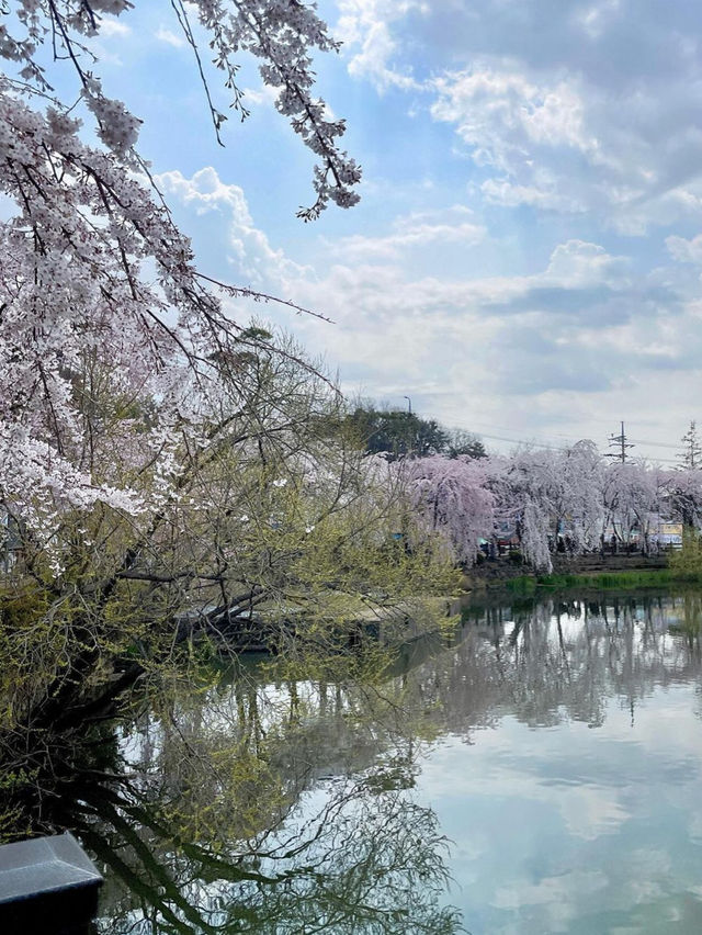 🌸동화 속 같은 몽글몽글한 벚꽃 커튼이 있는 이 곳🌸