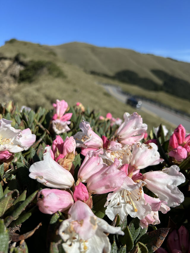 合歡山Hehuan Mountain