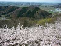 太平山櫻花祭
