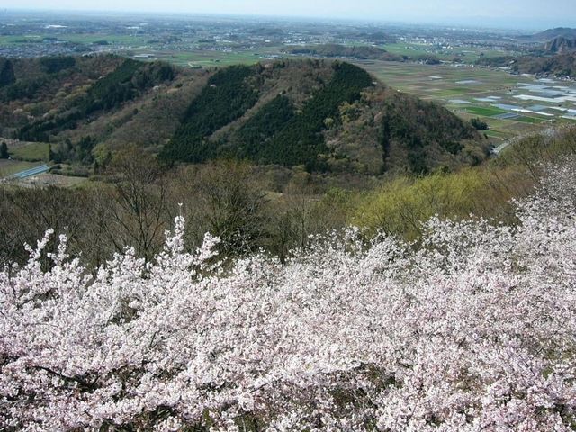 太平山櫻花祭