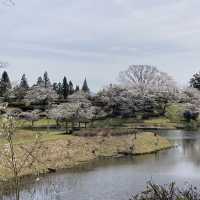4月の観音池公園は最高の桜スポット