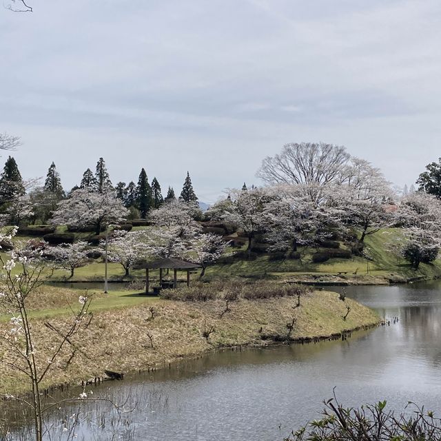 4月の観音池公園は最高の桜スポット
