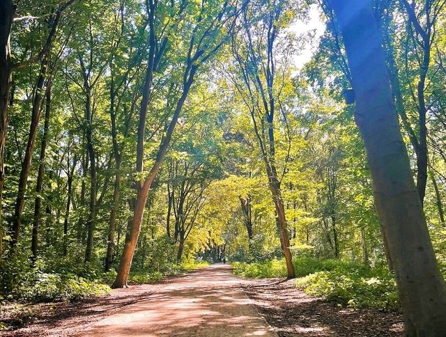 🍃 Evenings strolls at Tiergarten