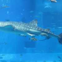 🐠 沖繩必遊景點 - 美麗海水族館！沉浸式海洋奇觀！ 