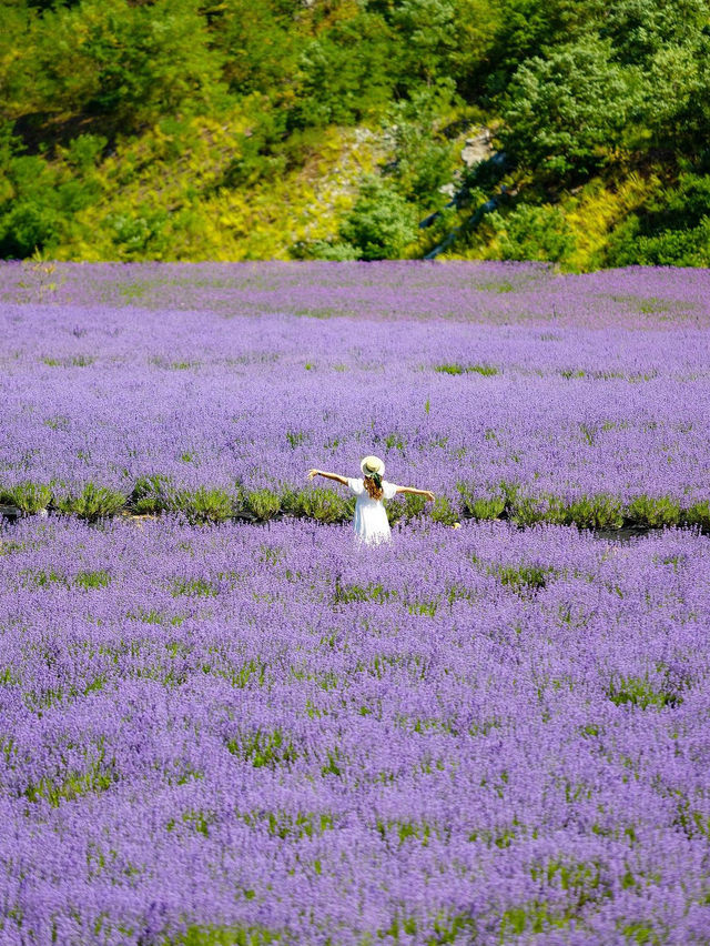 여름하면 라벤더 라벤더하면 무릉별유천지 💜