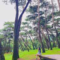 🌳이 우뚝 서있는 영월의 자연보존 랜드마크  