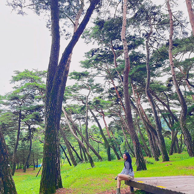 🌳이 우뚝 서있는 영월의 자연보존 랜드마크  