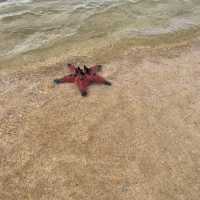 Starfish beach in Phu Quoc 