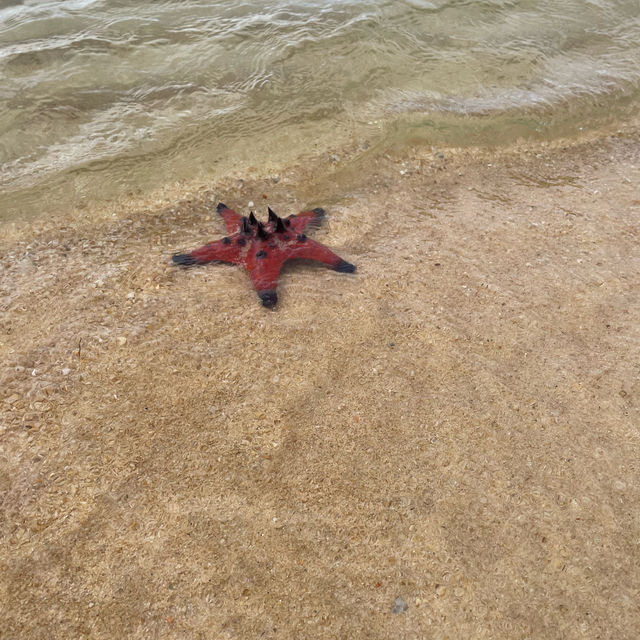 Starfish beach in Phu Quoc 