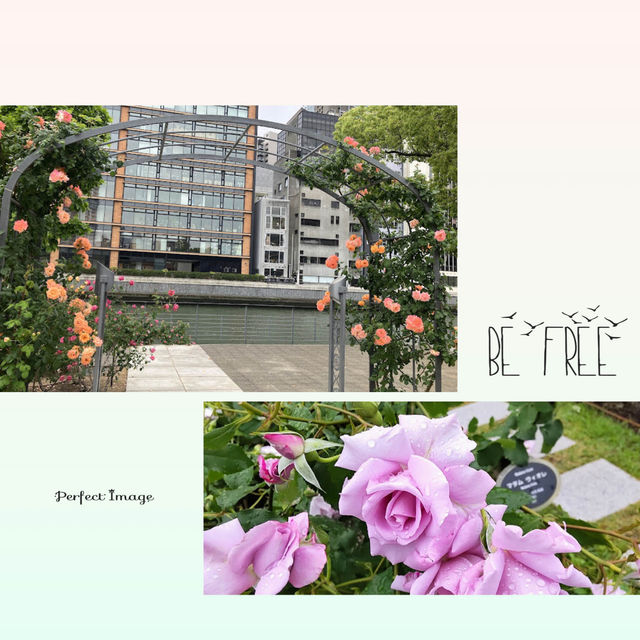 大阪中之島玫瑰🌹園林