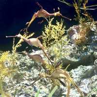 The amazing underwater world at SEA Aquarium