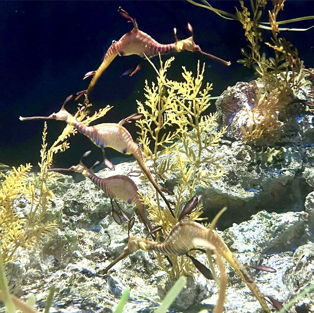 The amazing underwater world at SEA Aquarium