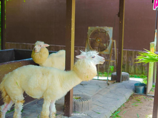 AlpacaHill 🦙 สวนสัตว์ใจกลางหุบเขา #สวนผึ้ง