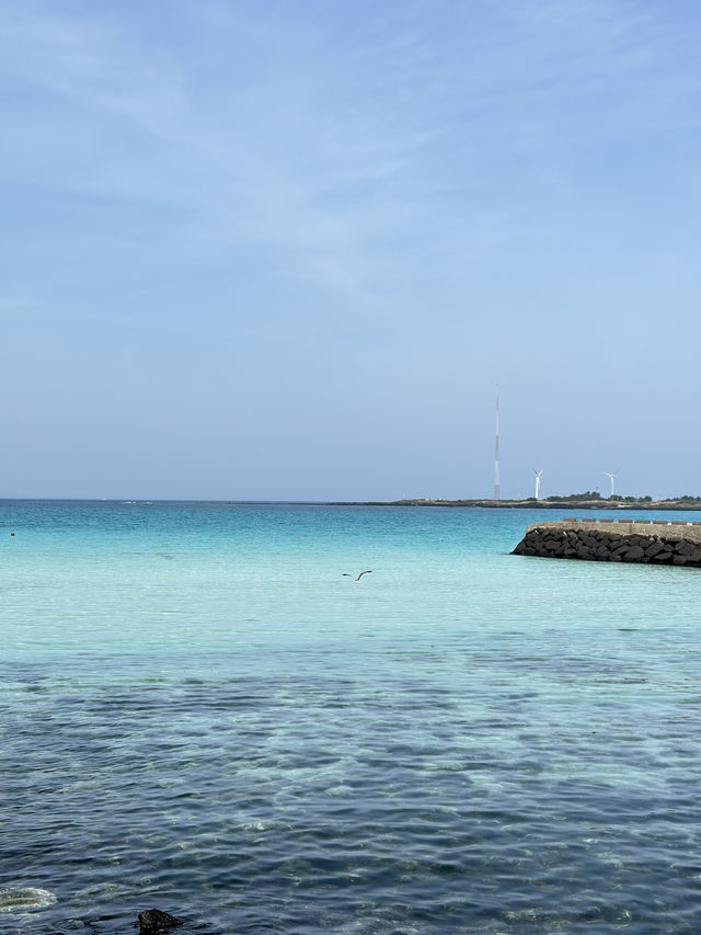 🇰🇷濟州島 為了這片油菜花和海景飛到濟州島拍婚攝🌼🌸 推介幾個沙灘景🎀