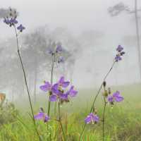 ภูสอยดาว - พิชิตลานสน ชมดอกหงอนนาค