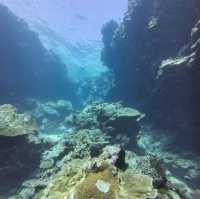 Exploring the Underwater Paradise of Savusavu, Fiji