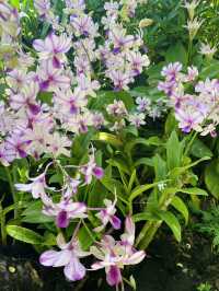 🇸🇬Flower Blossom at Singapore National Orchid Garden 🌺 