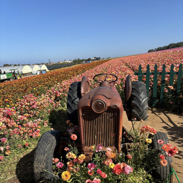 Carlsbad Flower Fields, California – A Blooming Wonderland