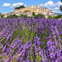 Lavender Fields of Provence: A Purple Paradise