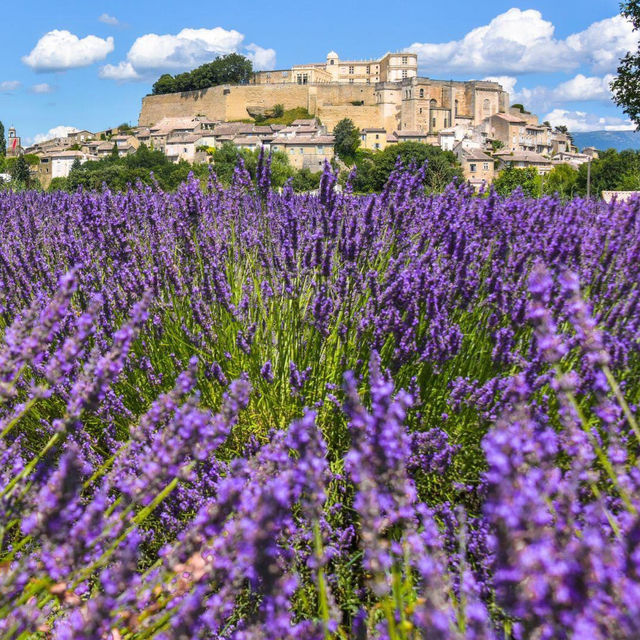 Lavender Fields of Provence: A Purple Paradise