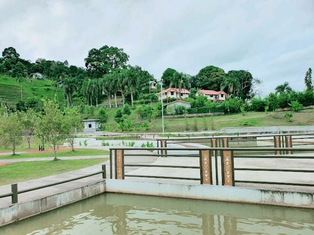 Kapit Lily Pond Kapit Lily Pond