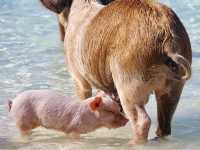 【バハマ ・エグズーマ】美しい海にブタが泳ぐビーチ🐷