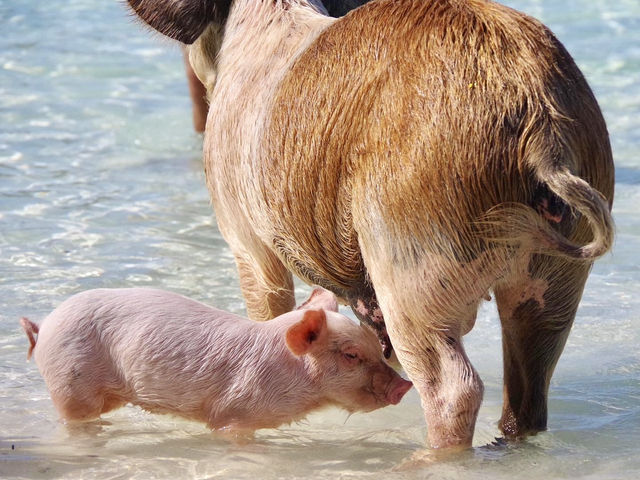 【バハマ ・エグズーマ】美しい海にブタが泳ぐビーチ🐷