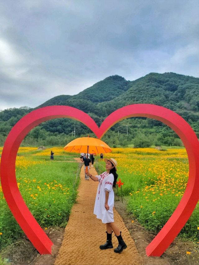 현시각 가장 아름다운 황화코스모스 꽃밭🧡