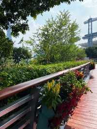 Sunflower is blooming in Haixinsha with Canton View 🌻🌻