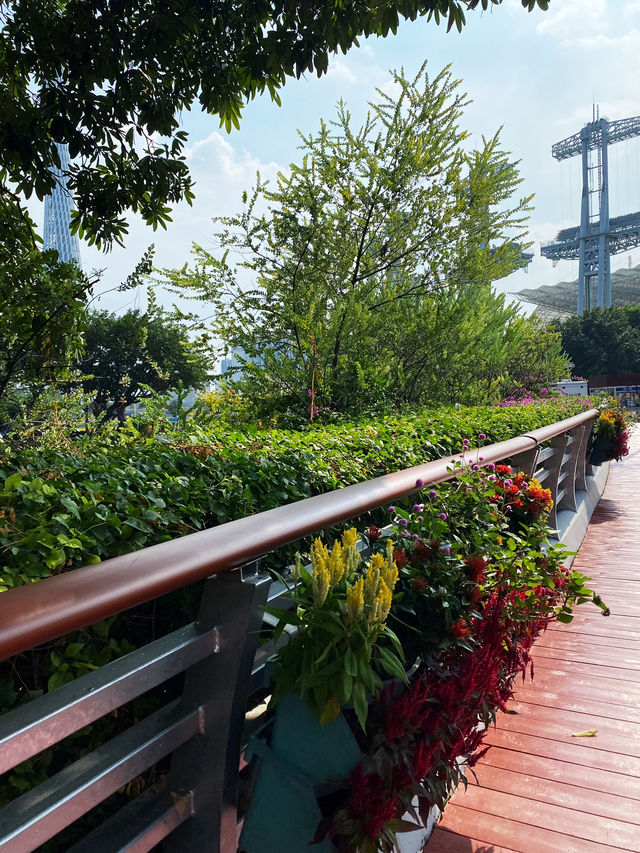 Sunflower is blooming in Haixinsha with Canton View 🌻🌻