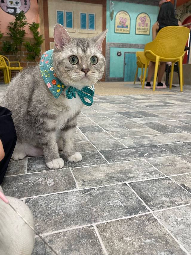 🐈🎶중구 명동 사랑과 빛이 가득한 고양이 카페, 루프캣미